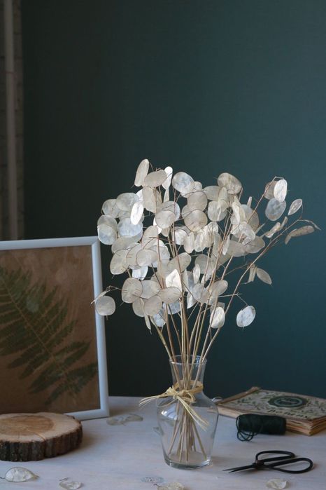 Насіння гліцинії і лунарії