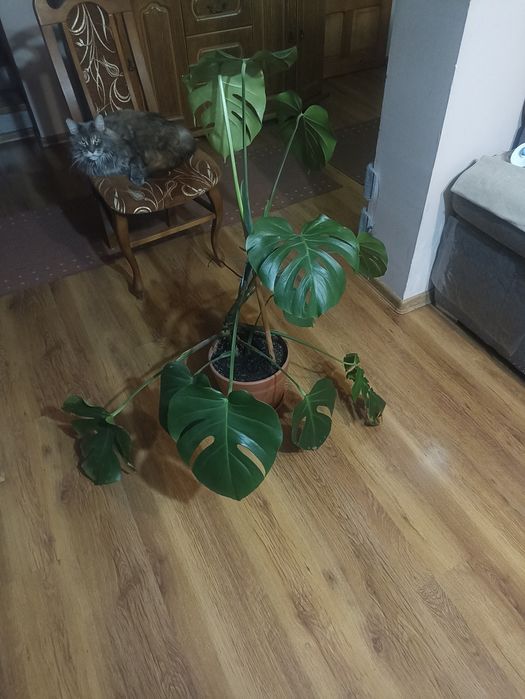 Monstera kwiatek duży 120cm