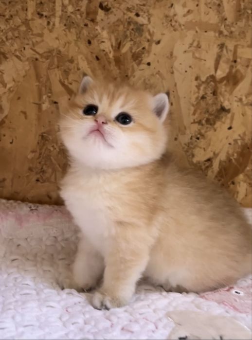 Кукольна дівчинка золота шиншила