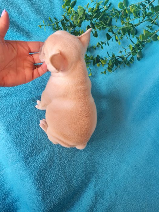 Excelente menina Bulldog/Bouledogue Francês de Qualidade