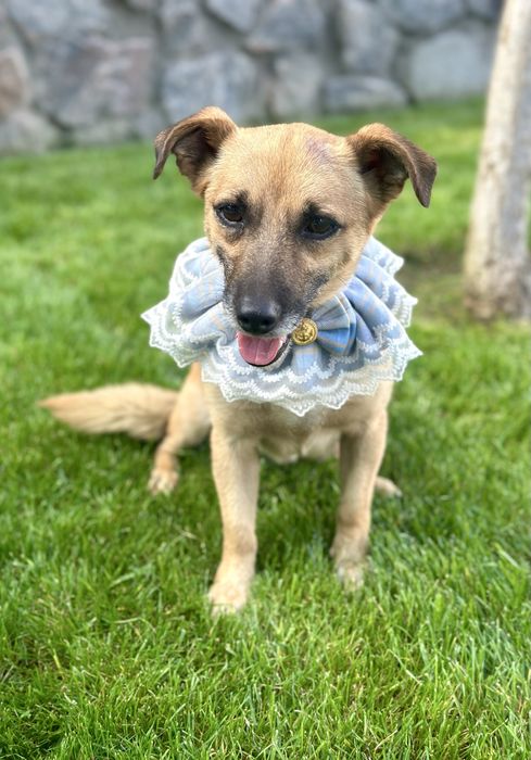 Песик в добрі ручки (хлопчик)