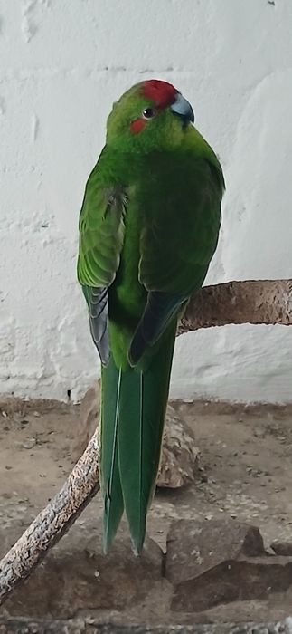 Kakarikis/Red Rumped/Agapone á venda