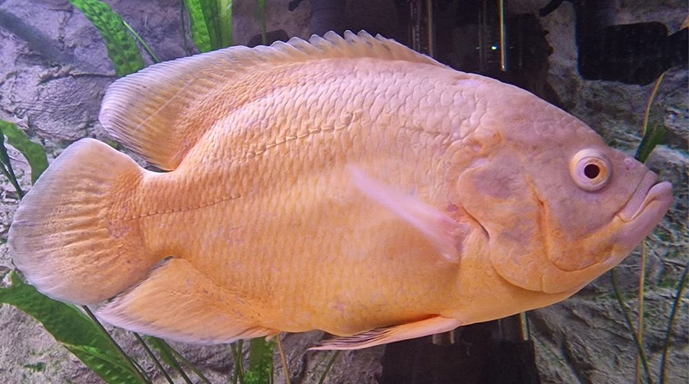 Pielęgnica pawiooka