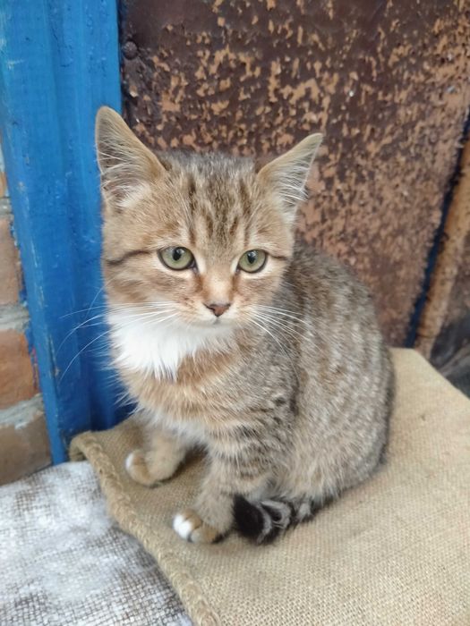 Кошеня/Коти/Котенята/котята