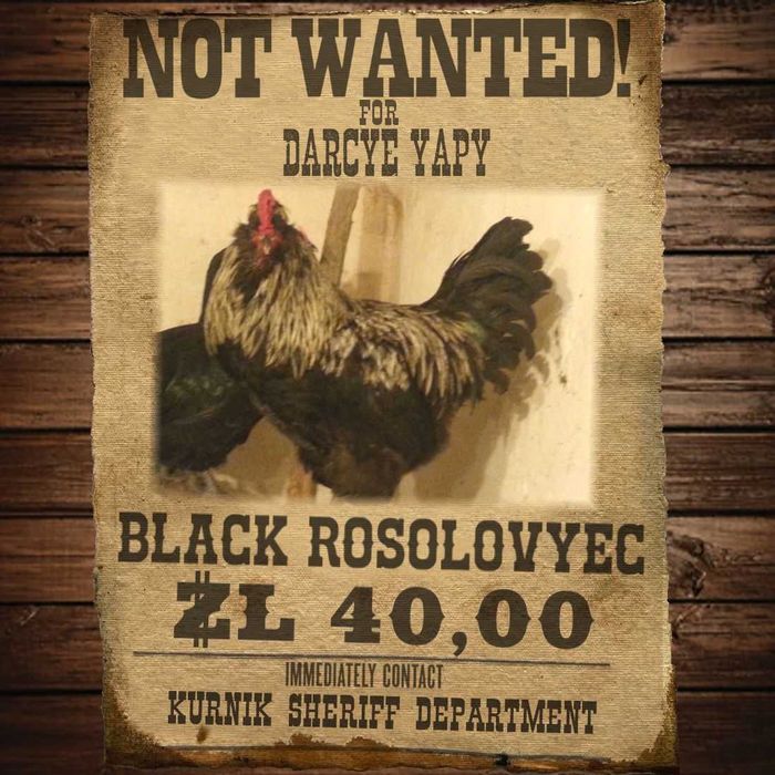 Kogut Czarny Rosołowiec