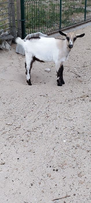 Cabrito e cabritas disponíveis