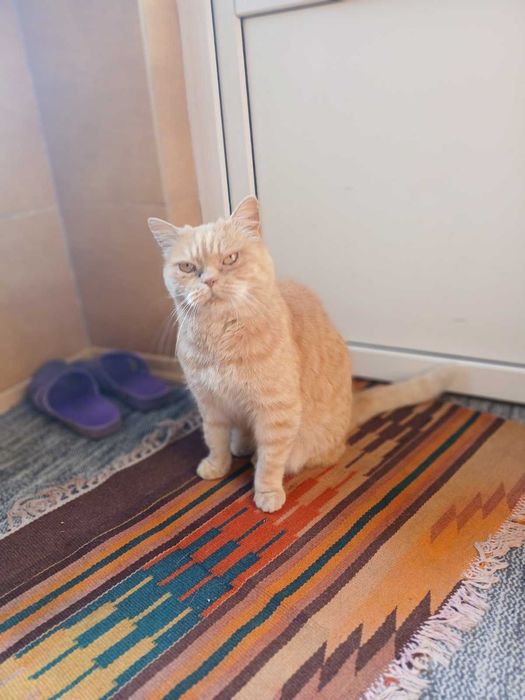 Киця руда красуня, вісім років