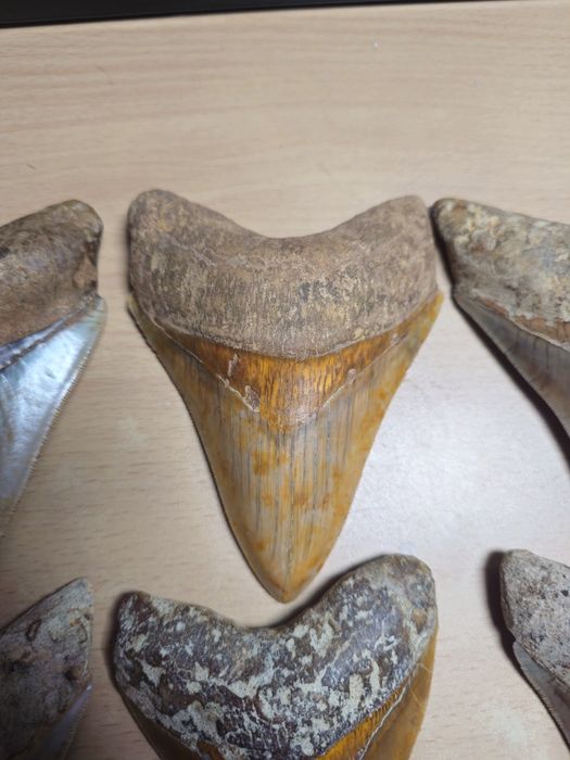 Fossil: Dentes de tubarão Megalodonte