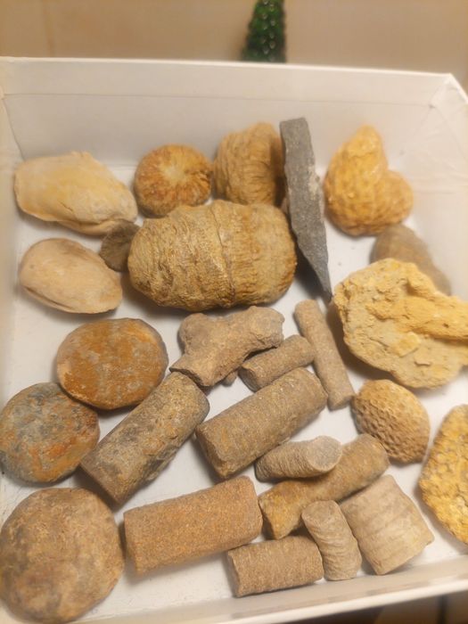 Fósseis:Coleção Invertebrados