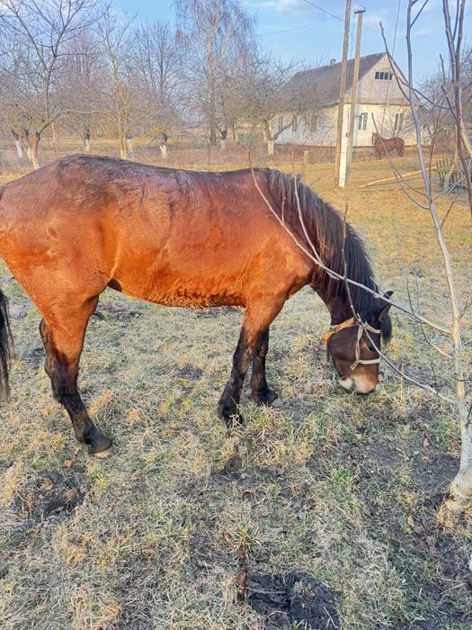 Продам  молоду робочу кобилку