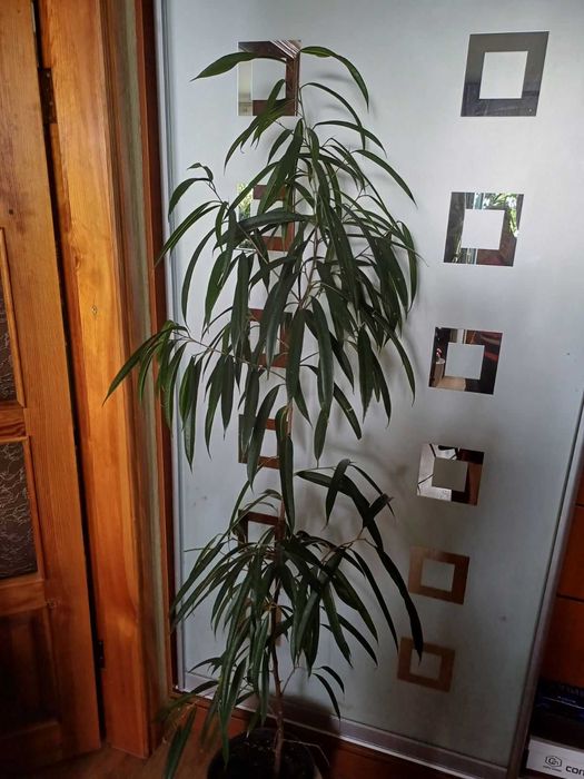 Фікус Рубігіноза Ірен Алі Амстел Кінг Голден Монік Шріверіана Міля