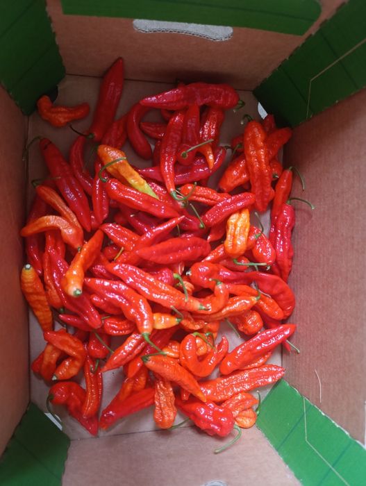 Papryka chilli i Ghost Pepper