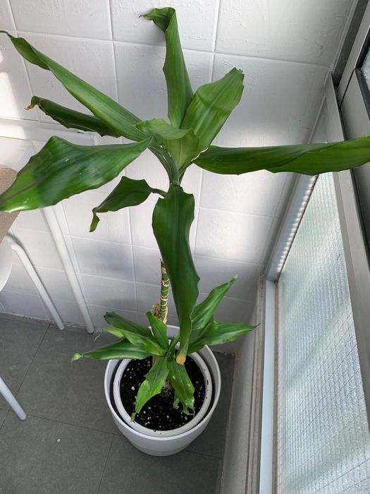 Dracaena fragrans, planta de interior robusta