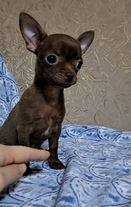 Девчёнка чихуахуа
