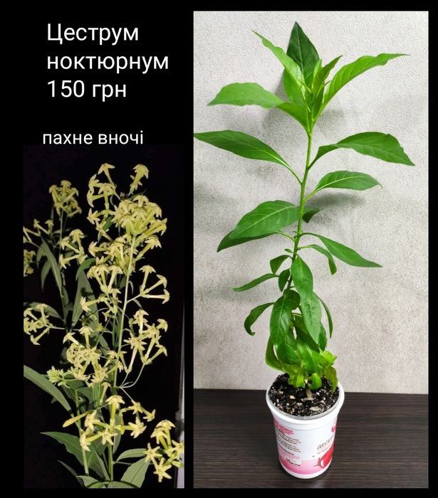 Цитарексилум вариегатный и зеленый,  ароматные комнатные цветы