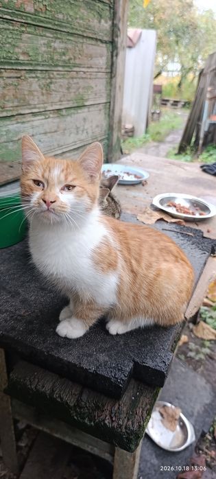 Віддаю Кошенят В Гарні Руки