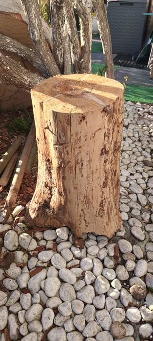 Pieniek z drewna, okorowany.