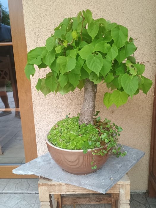 Drzewka bonsai 2
