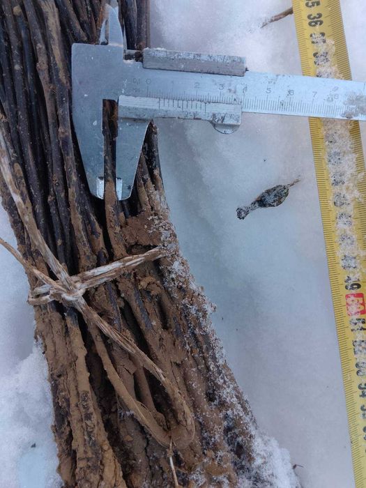 Підщепа яблуні мм 106, м 9, 54-118