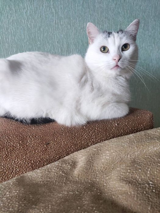 Ніжна кішка шукає дім