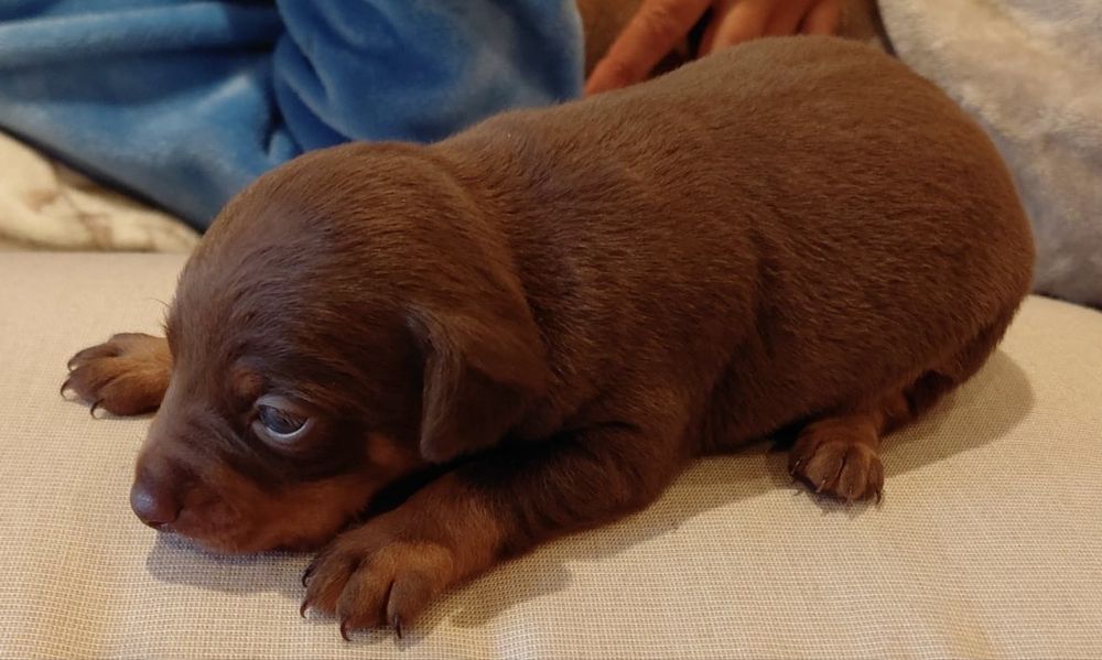 Pincher Mini menino Chocolate