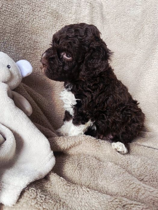 Lagotto Romagnolo FCI piesek