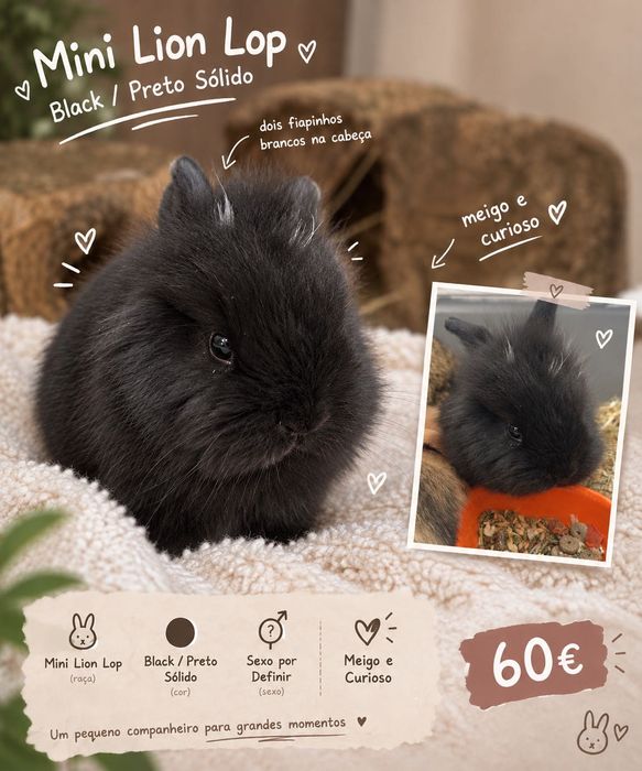 Coelhinho - Mix Mini Lop + Lionhead.