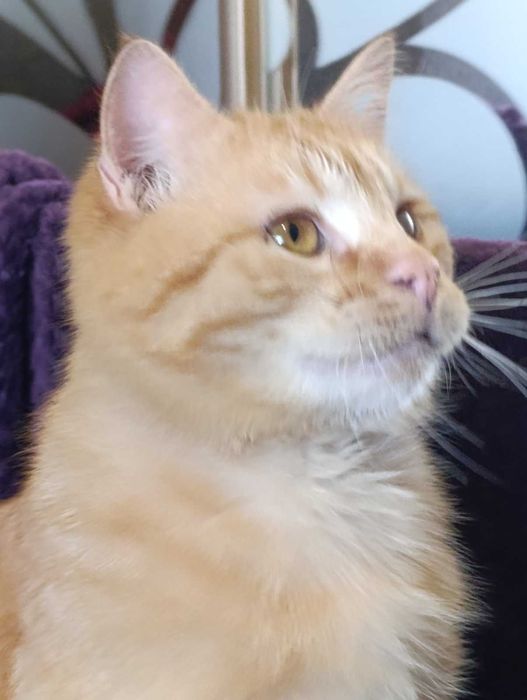 Лагідний молодий рудий котик на щастя)