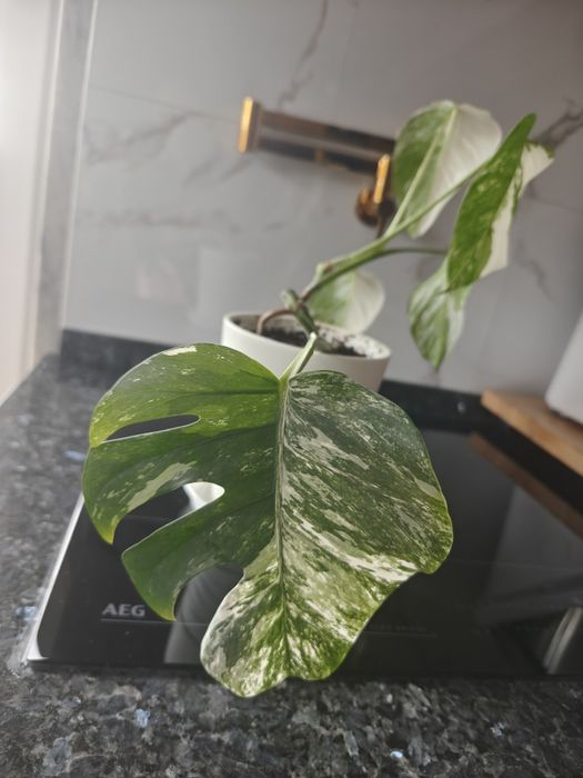Monstera deliciosa albo variegata.