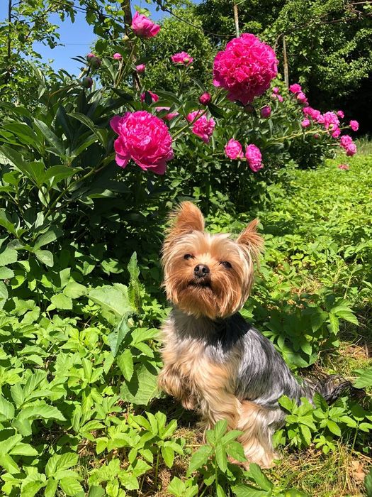 Хлопчик Йорк шукає дівчинку