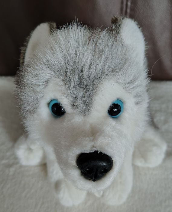 Pluszak pies husky Blizzard Kell Toys