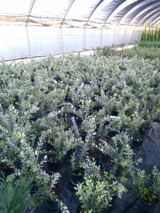 Sebes de Metrosideros, vedaçao natural varias alturas