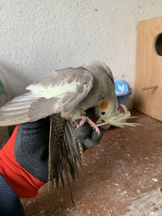 Caturra para entrega em mafra