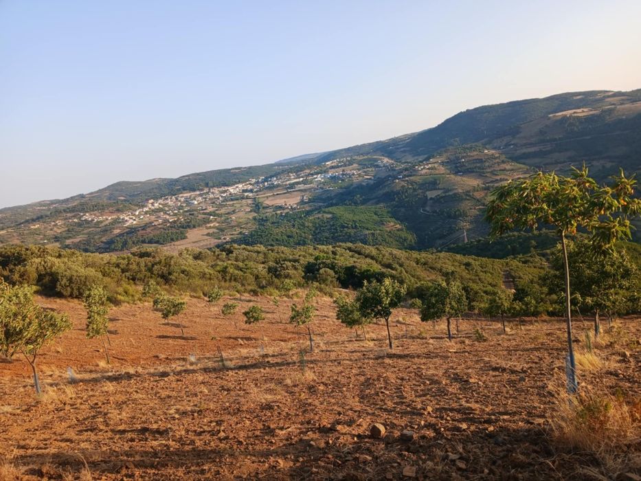 Projeto agrícola de castanheiros