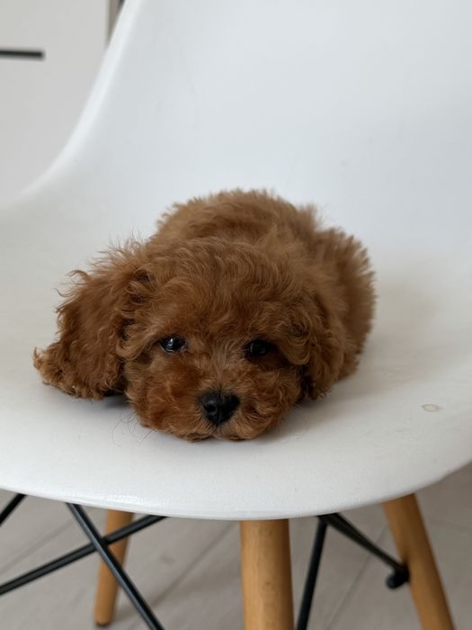 Cavapoo - suczka ;)