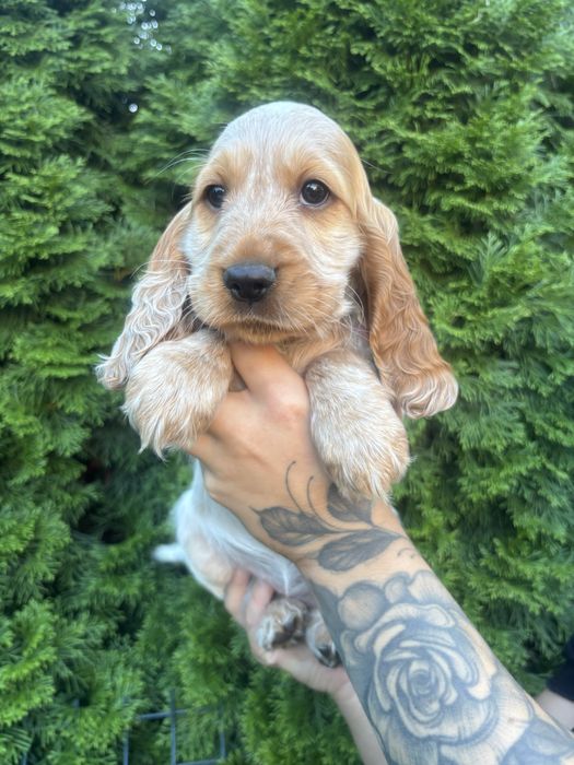 Zapowiedź miotu Cocker Spaniel Angielski