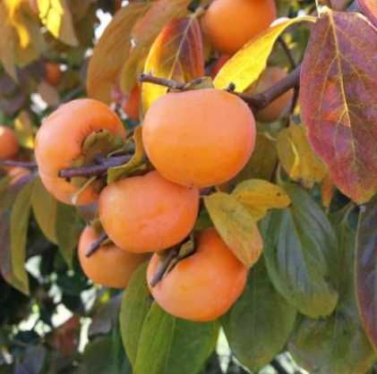 Справжні привиті саджанці хурми 2 та 3 роки,  хурма висотою 150-220 см