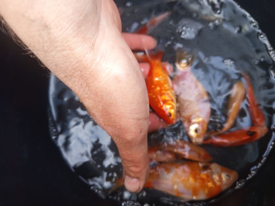 Ryby ozdobne, ryby do oczek, karaś ozdony