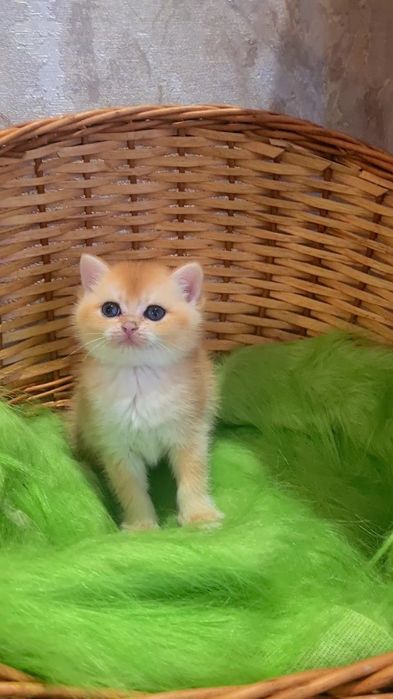 Кому такое чудо золотая шиншилла