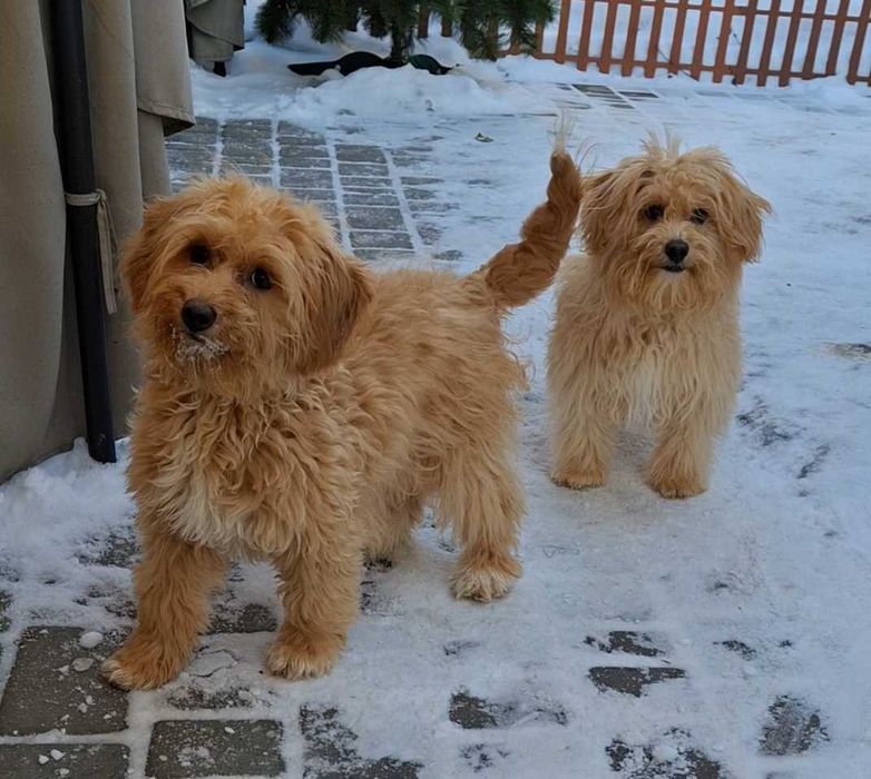 Самички Мальтіпу F1 стандартного розміру — 6 місяців