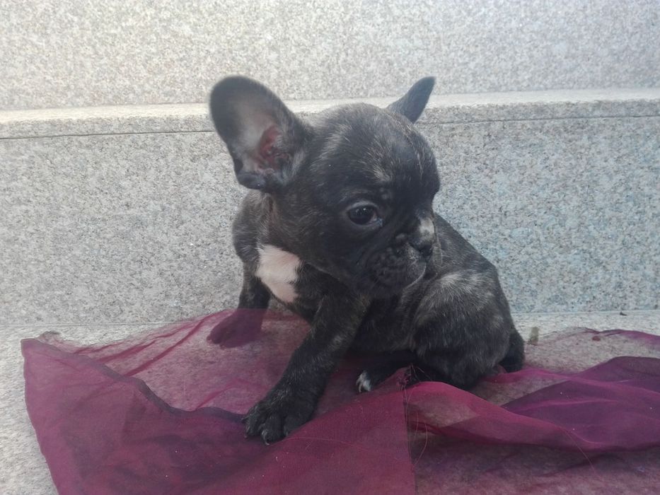 Bullgod frances top