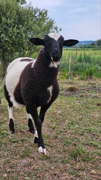 Чистокровний Дорпер, кроси. Барани, ярки, вівці. На росплід, на м'ясо.