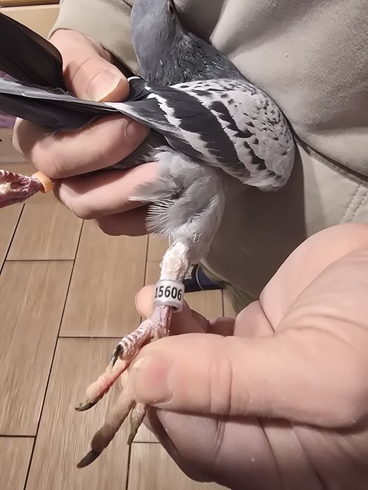 Gołębie pocztowe 72