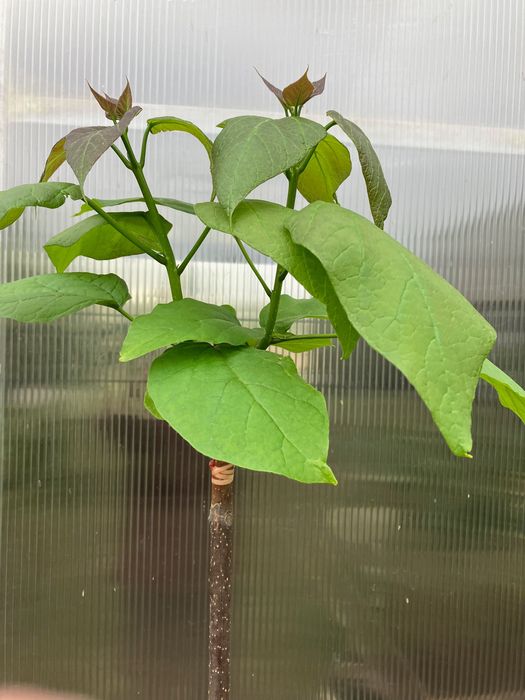 catalpa bignonioides Nana surmia bignoniowa katalpa