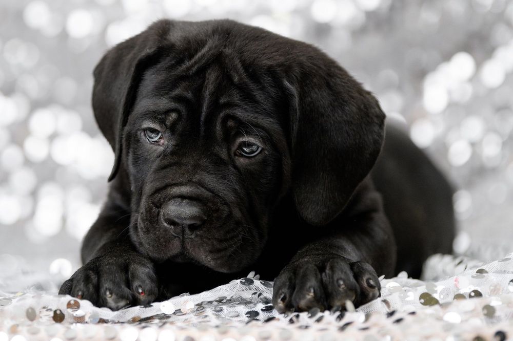 Цуценята кане корсо