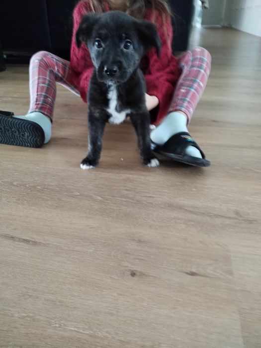 Oddam pieski za darmo