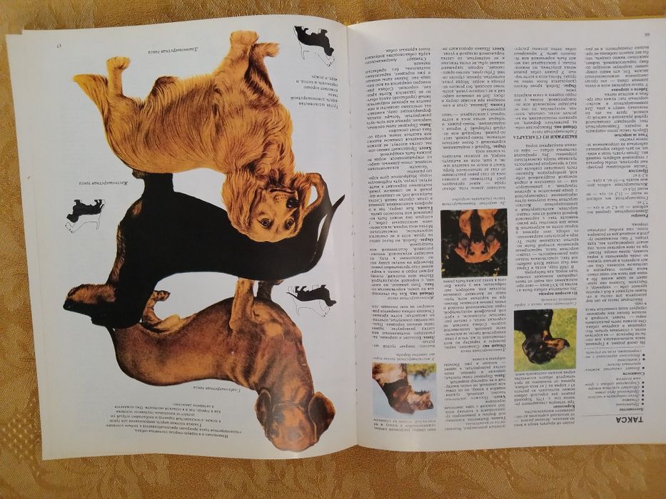 Ваша собака. Руководство по выбору и уходу за собакой.