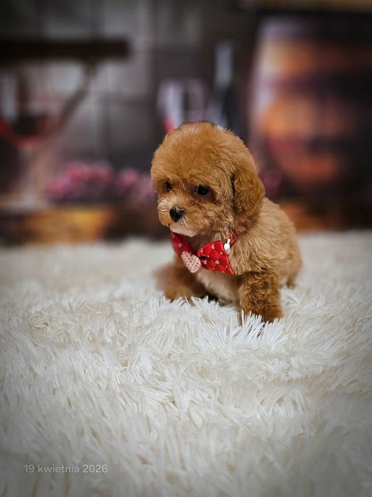 Maltipoo  mini maltipoo BADANIA