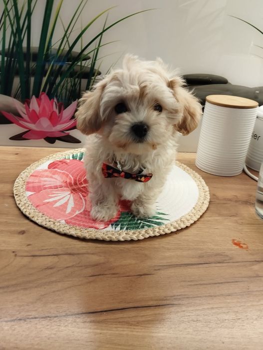 Suczka Maltipoo f1 z Rodowodem