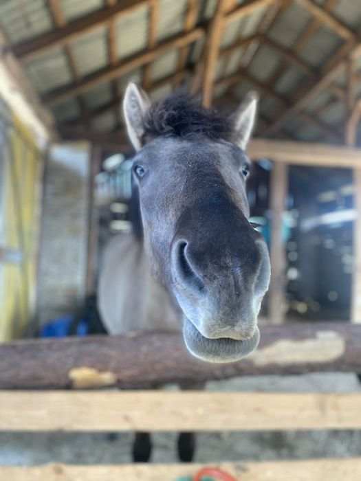 Sprzedam konika polskiego